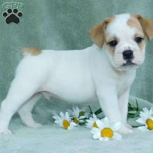 Jasper, Miniature Bulldog Puppy